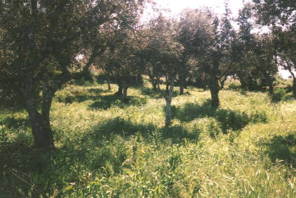 Lauf06