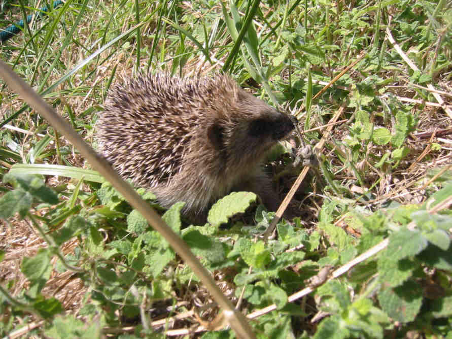 Igel.jpg (80805 Byte)